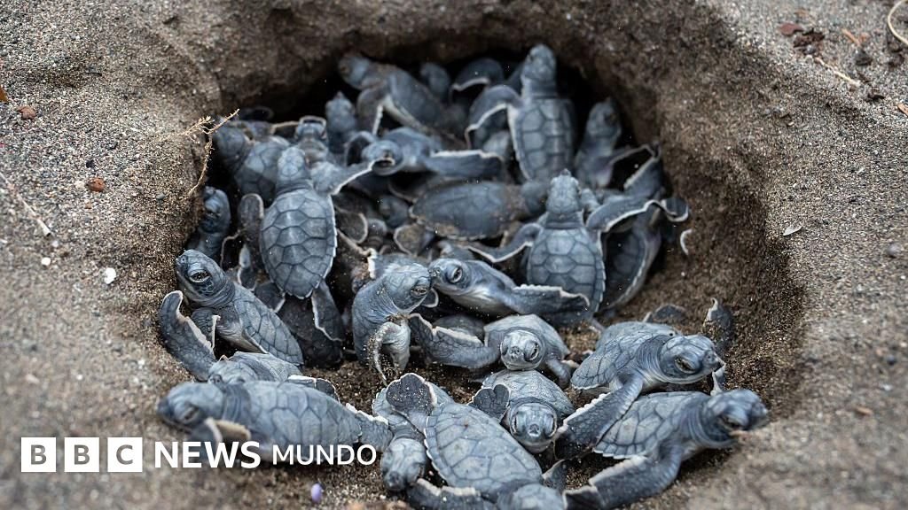 6 noticias alentadoras para el medio ambiente y la naturaleza en 2025