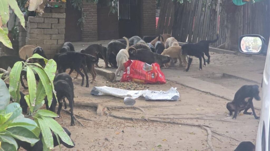 Hombre en Oaxaca enfrenta cargos por maltrato animal; poseía 65 perros y una arma.
