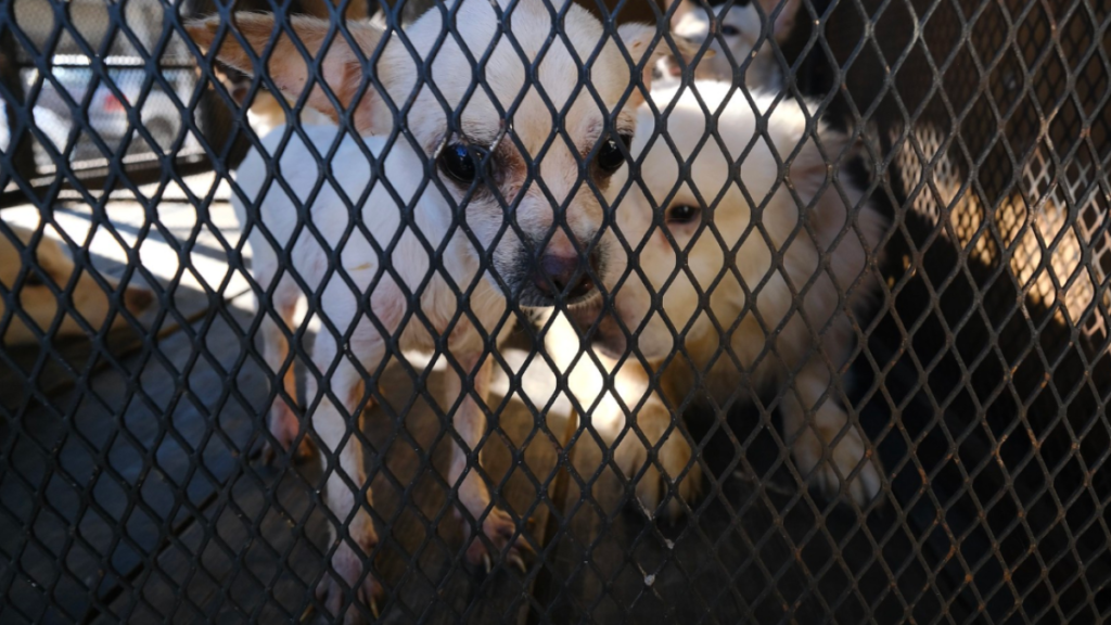 Desnutridos y con movilidad reducida: así se encontraban 52 perritos en un departamento de Guadalajara.