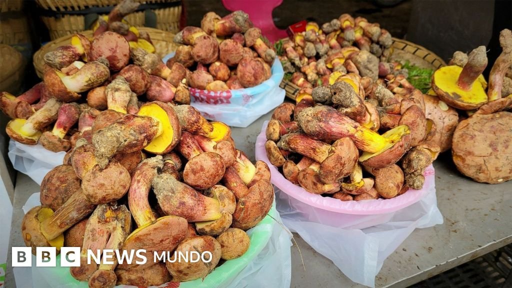 Investigadores que intentan resolver el enigma de los hongos alucinógenos y su conexión con figuras humanas en miniatura.