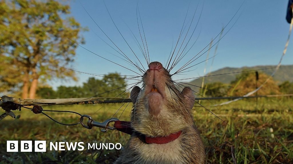 Los asombrosos animales que llevan a cabo tareas especializadas que son imposibles para humanos y robots.