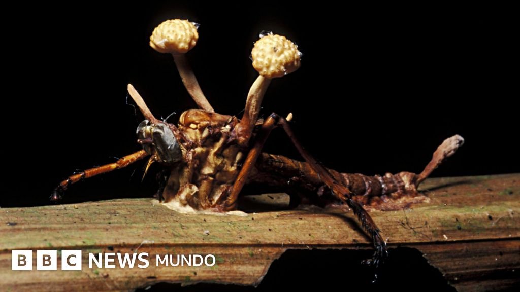 Los zombis son una presencia evidente y casi dominante en el reino animal.