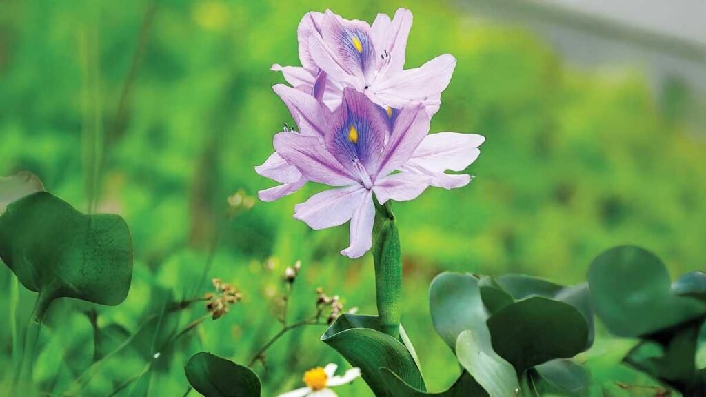 Planta acuática: hermosa, invasiva y letal