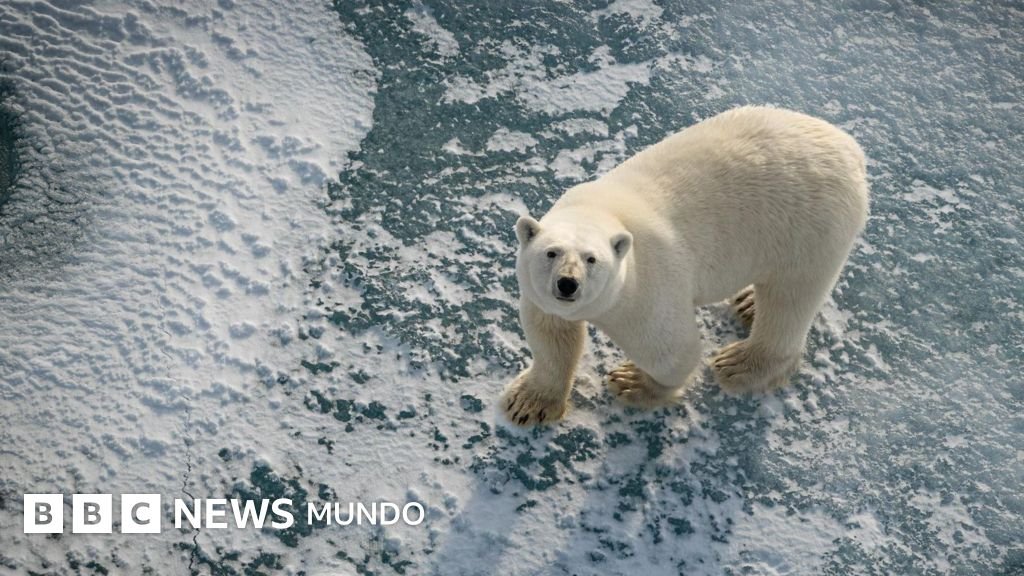 Por qué ciertos osos polares parecen estar "más robustos y saludables" a pesar de la reducción del hielo marino.