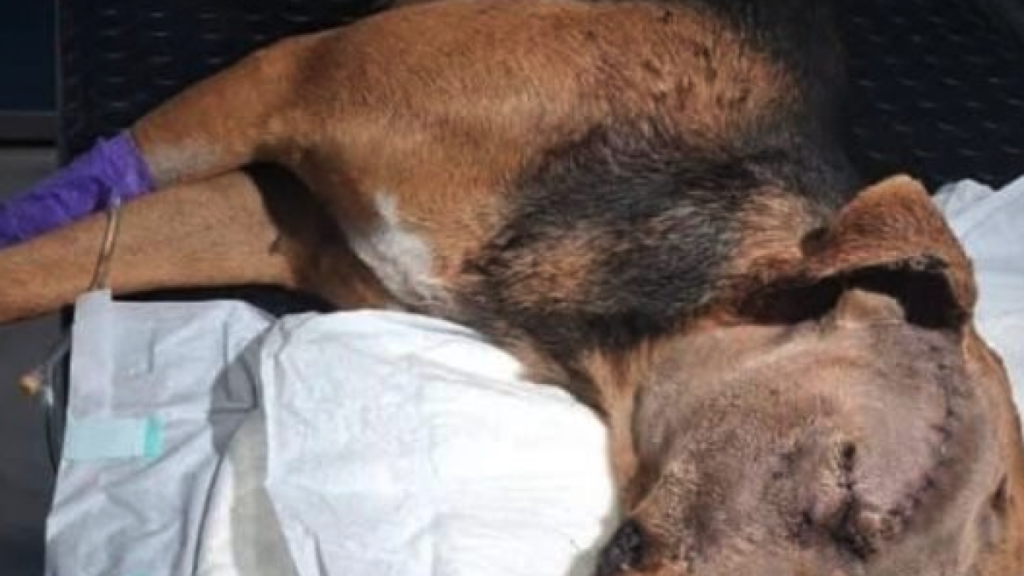 Rescue of Mutilated Dog in Chiapas Sparks Calls for Justice from Locals