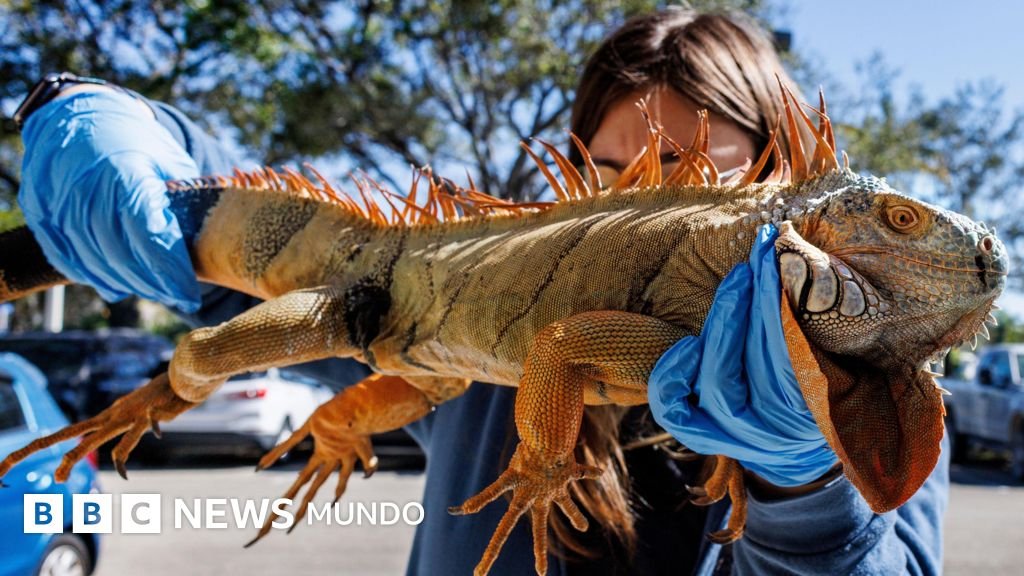 El fenómeno que revela por qué las iguanas se desploman de los árboles en el frío del sur de Florida