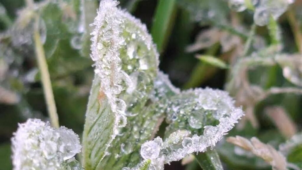 Reportan helada blanca en Perote, Veracruz