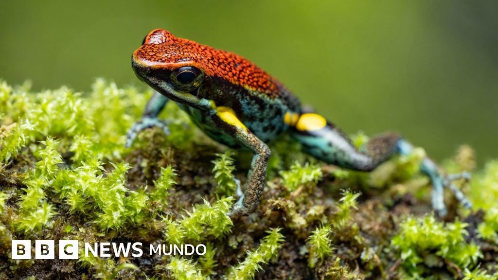 ¿Cuál es el impacto de la epibatidina, la toxina de la rana dardo ecuatoriana, en relación con las acusaciones a Rusia por el envenenamiento de Navalny?