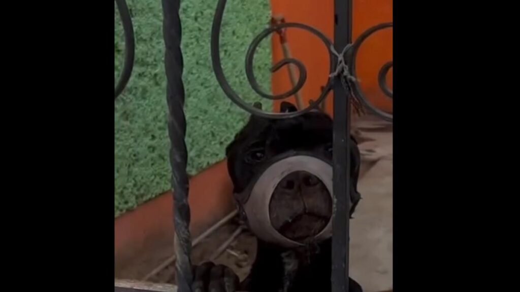 Animal abuse reported against a dog: constantly seen with its mouth tied shut.