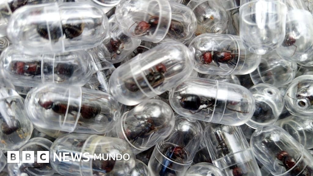 El ciudadano chino arrestado en un aeropuerto de Kenia por smugglar 2.000 reinas hormiga.