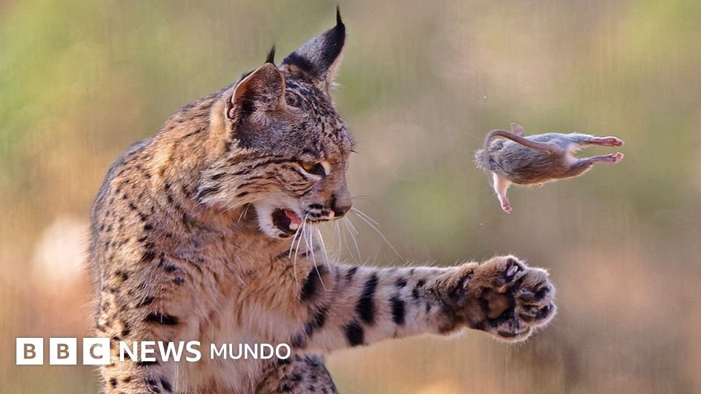 En fotos: un lince travieso y otras impresionantes imágenes de la fauna salvaje