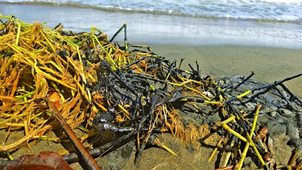 Rocío Nahle desmiente derrame en las playas de Alvarado, aunque reconoce su impacto.