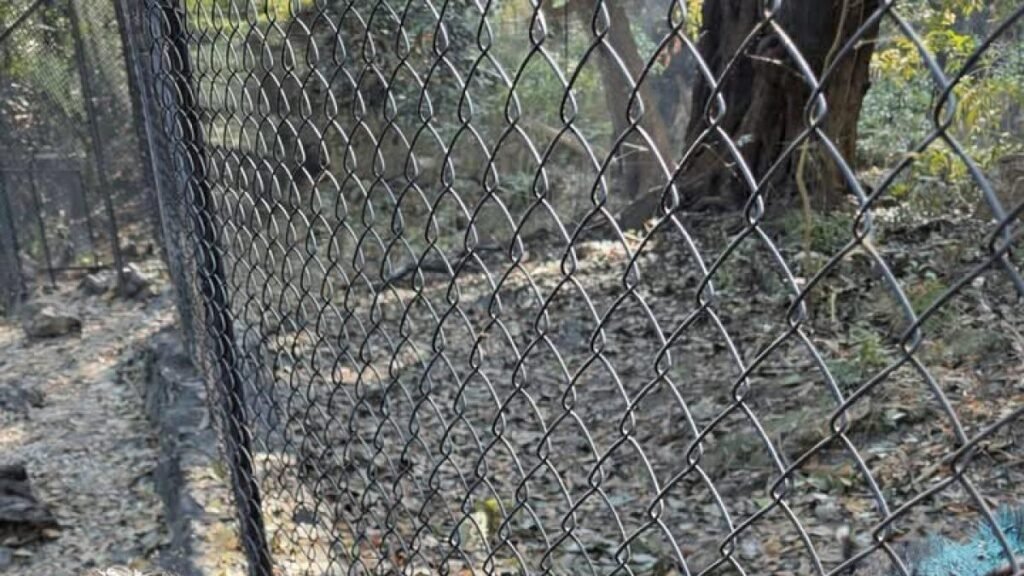Tapir capturado con un lazo sigue en estado crítico debido al estrés causado