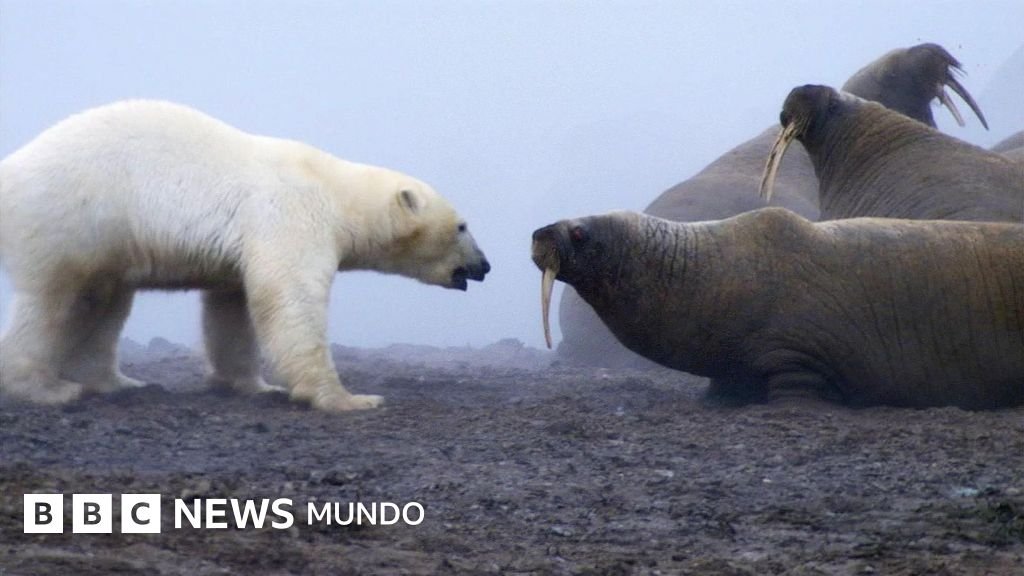 "Un verdadero enfrentamiento de gigantes": el instante en que un oso polar retó a un grupo de morsas.