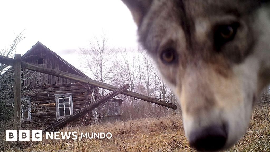 Cómo las áreas restringidas de Chernóbil y la frontera entre las dos Coreas se transformaron en refugios para la fauna.
