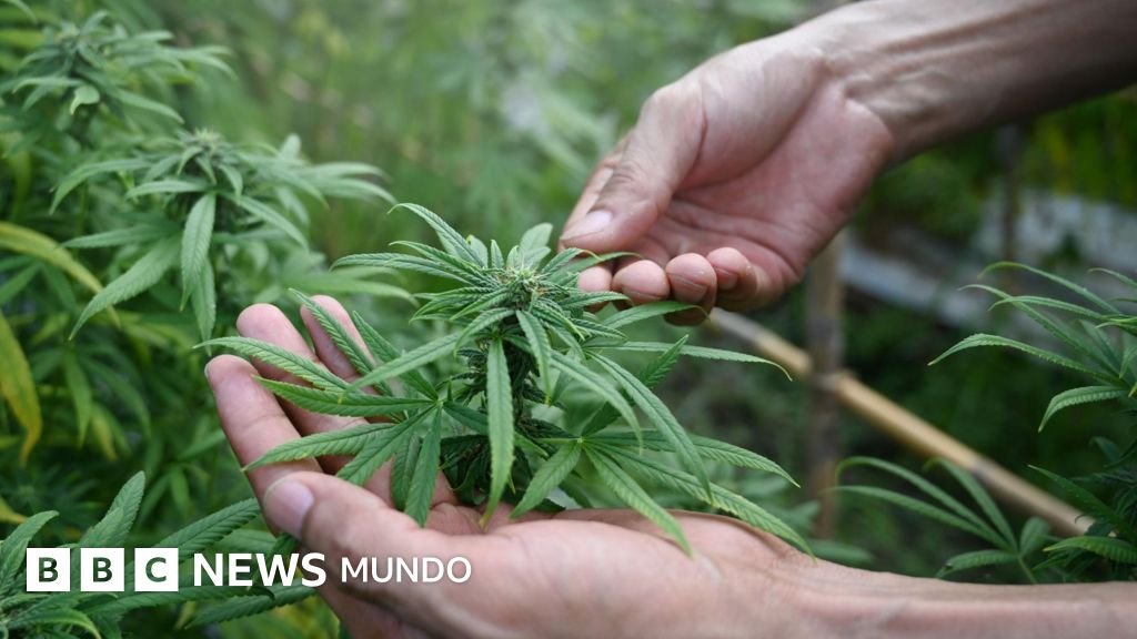 El gobierno de Trump redefine la marihuana medicinal como una sustancia de menor riesgo.