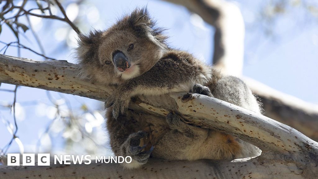 Isla Canguro: el destino crucial para proteger a los koalas de la epidemia de clamidia que pone en peligro su supervivencia.