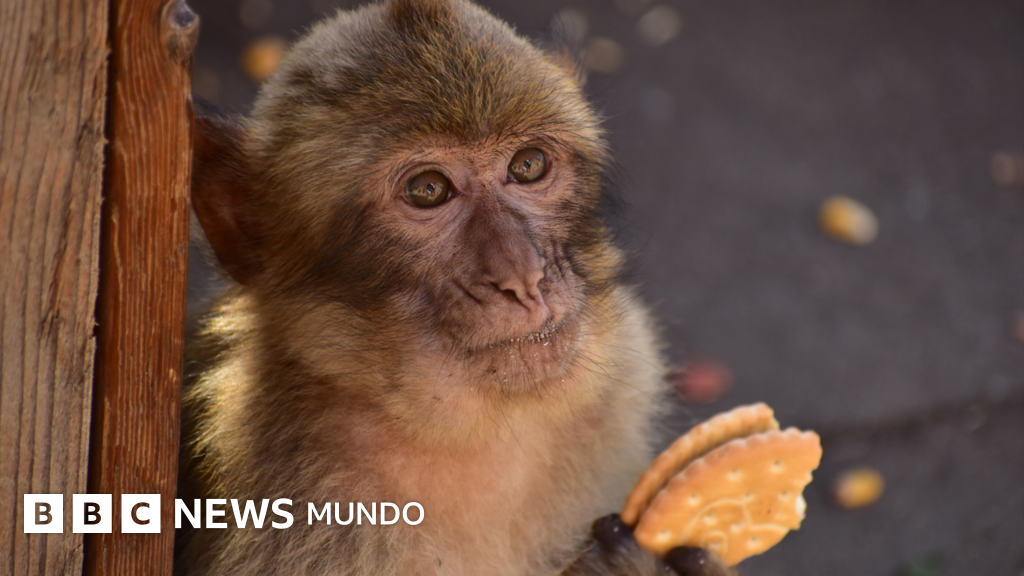 La asombrosa razón por la cual los monos de Gibraltar ingieren tierra.
