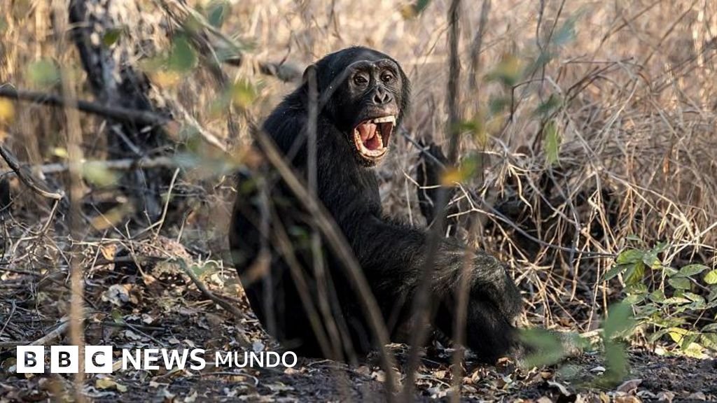 La violenta "guerra interna" documentada por científicos en una comunidad de chimpancés.