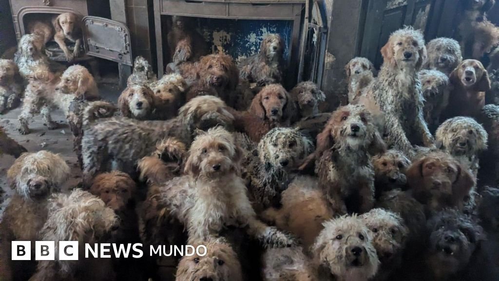 Las 250 mascotas en condiciones de hacinamiento en una reducida vivienda en Inglaterra y su "asombrosa" rehabilitación tras el rescate.