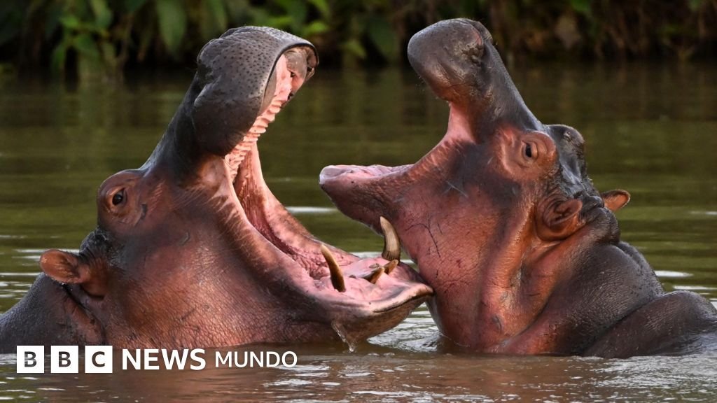 Razones por las que el gobierno colombiano eliminará a 80 hipopótamos de Pablo Escobar.