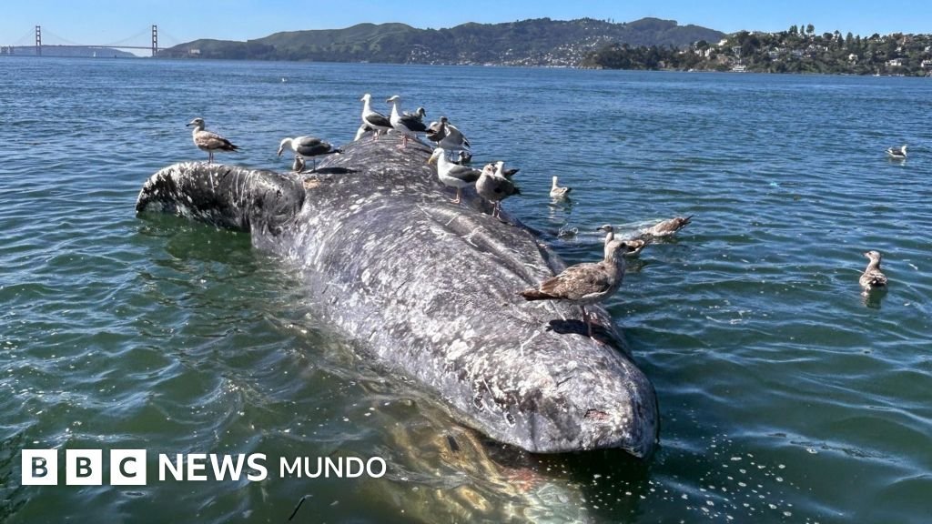 ¿Qué está causando la muerte de tantas ballenas grises en la bahía de San Francisco?