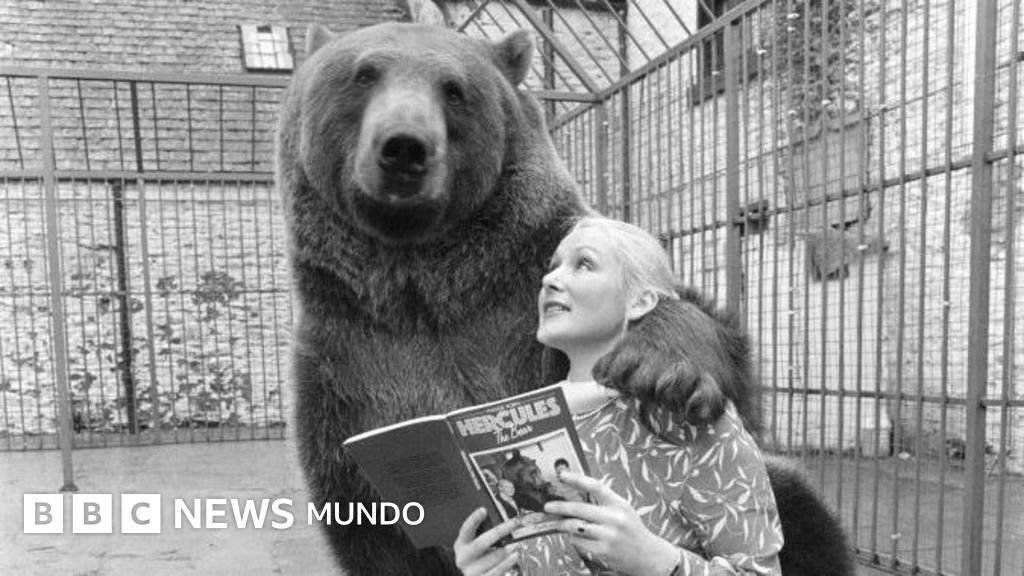 La increíble historia de Hércules, el oso que una pareja adoptó y crió como un miembro de su familia.