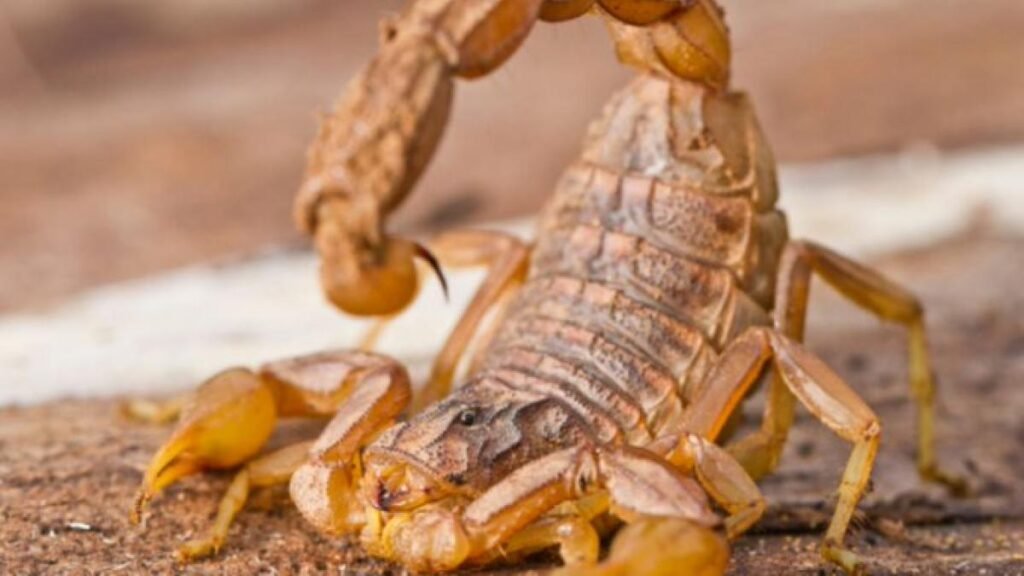 4-Year-Old Dies from Scorpion Sting in Durango