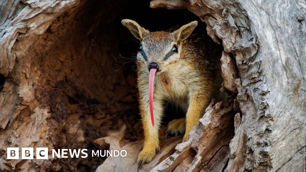 Numbats: los entrañables seres que brindan esperanza al país que lidera el mundo en extinción de mamíferos.