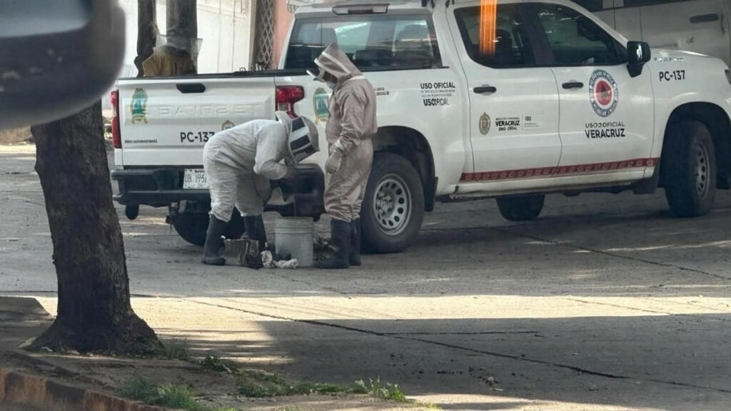 Camión colisiona con panal y provoca un agresivo ataque de abejas en Veracruz