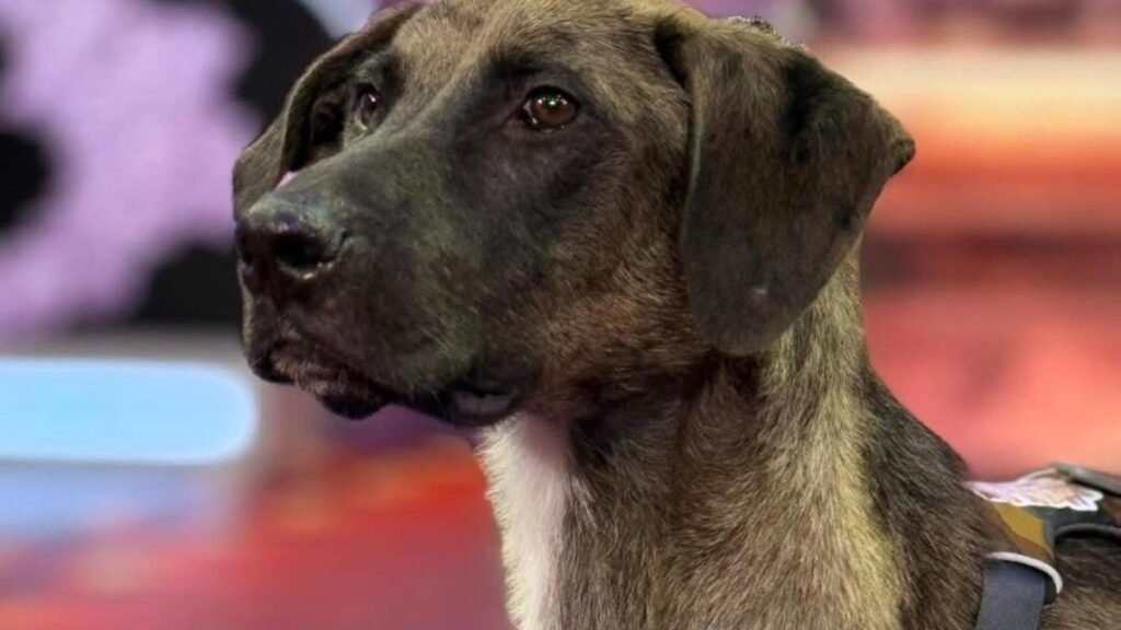 Descubre la historia de Tlacoyo, el perrito rescatado que llegó a La Granja VIP 2